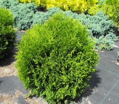 Thuja occidentalis 'Hoseri'