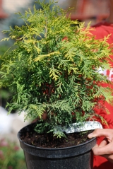 Thuja occidentalis Golden Globe фото