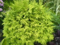 Thuja occidentalis Golden Globe