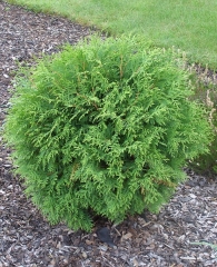 Thuja occidentalis 'Globosa'