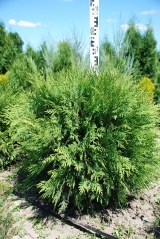 Thuja occidentalis Globosa в розсаднику