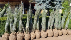 Juniperus scopolorum Блю Арроу