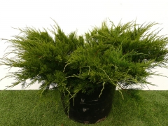 Juniperus media 'Mint Julep'