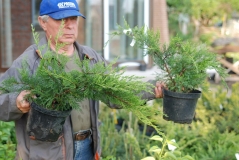 Ялівець середній Мінт Джулеп