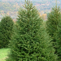 Picea abies