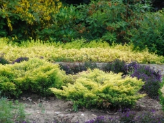 Juniperus horizontalis Limeglow