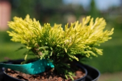 Ялівець горизонтальний Лаймглоу  Juniperus horizontalis Lime Glow