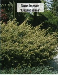 Тис ягідний Elegantissima