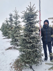 Picea pungens Glauca