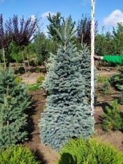 Ялина Glauca 200см