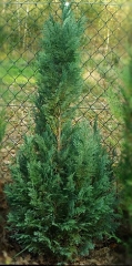 Chamaecyparis Lawsoniana Columnaris