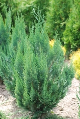 Кипарисовик Лавсона Колумнаріс / Chamaecyparis Lawsoniana Columnaris