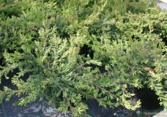 Juniperus communis 'Repanda'