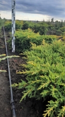 Ялівець середній Голд Стар / Juniperus pfitzeriana Gold Star