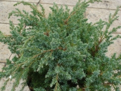 Juniperus squamata 'Blue Swede'