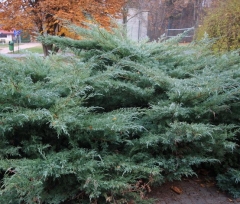 Ялівець віргінський Хетц <br> Можжевельник виргинский Хетц <br> Juniperus virginiana Hetz