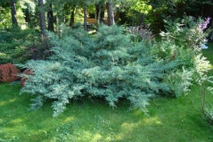 Juniperus virginiana Hetz