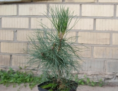 Pinus nigra / austriaca