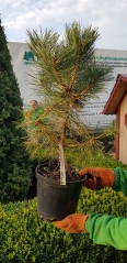 Pinus nigra 'Аustriaca'