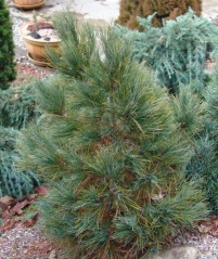 Pinus peuce