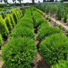 Thuja occidentalis Little Champion в розсаднику