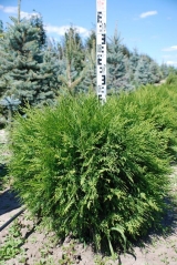 Thuja Little Champion ком