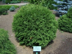 Thuja occidentalis Little Champion