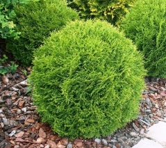 Thuja occidentalis Tiny Tim