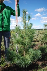 Pinus strobus 130-150 см