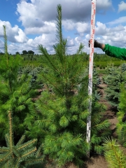 Pinus strobus