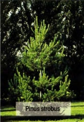 Сосна Веймутова Pinus strobus