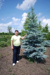 Ялина колюча Хупсi <br>Ель колючая Хупси <br>Picea pungens Hoopsii