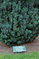 Taxus baccata 'Fastigiata'