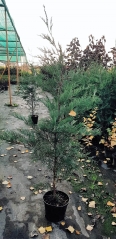 Купрессоципарис leylandii восени