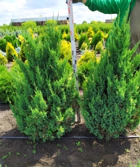 Juniperus chinensis Stricta Variegata посадка