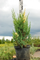 Juniperus Stricta Variegata садовий центр