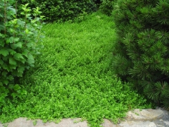 Ялівець звичайний Green Carpet