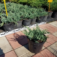 Juniperus Blue Chip опис