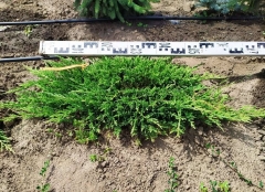 Juniperus horizontalis Prince of Wales у розсаднику