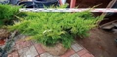 Juniperus media / pfitzeriana Old Gold ком