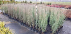 Juniperus scopulorum Skyrocket купити