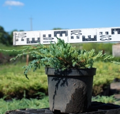 Juniperus squamata Blue Carpet літо