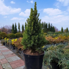 Picea glauca Conica