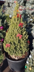 Picea glauca новорічна