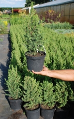 Picea glauca Conica