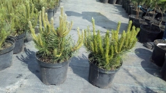 Pinus mugo 'Pumilio'