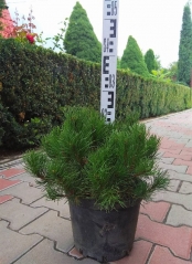 Pinus mugo 'Pumilio' опис