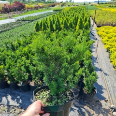 Taxus cuspidata Nana