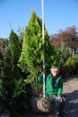 Platycladus Pyramidalis Aurea