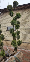 Thuja occidentalis Columna